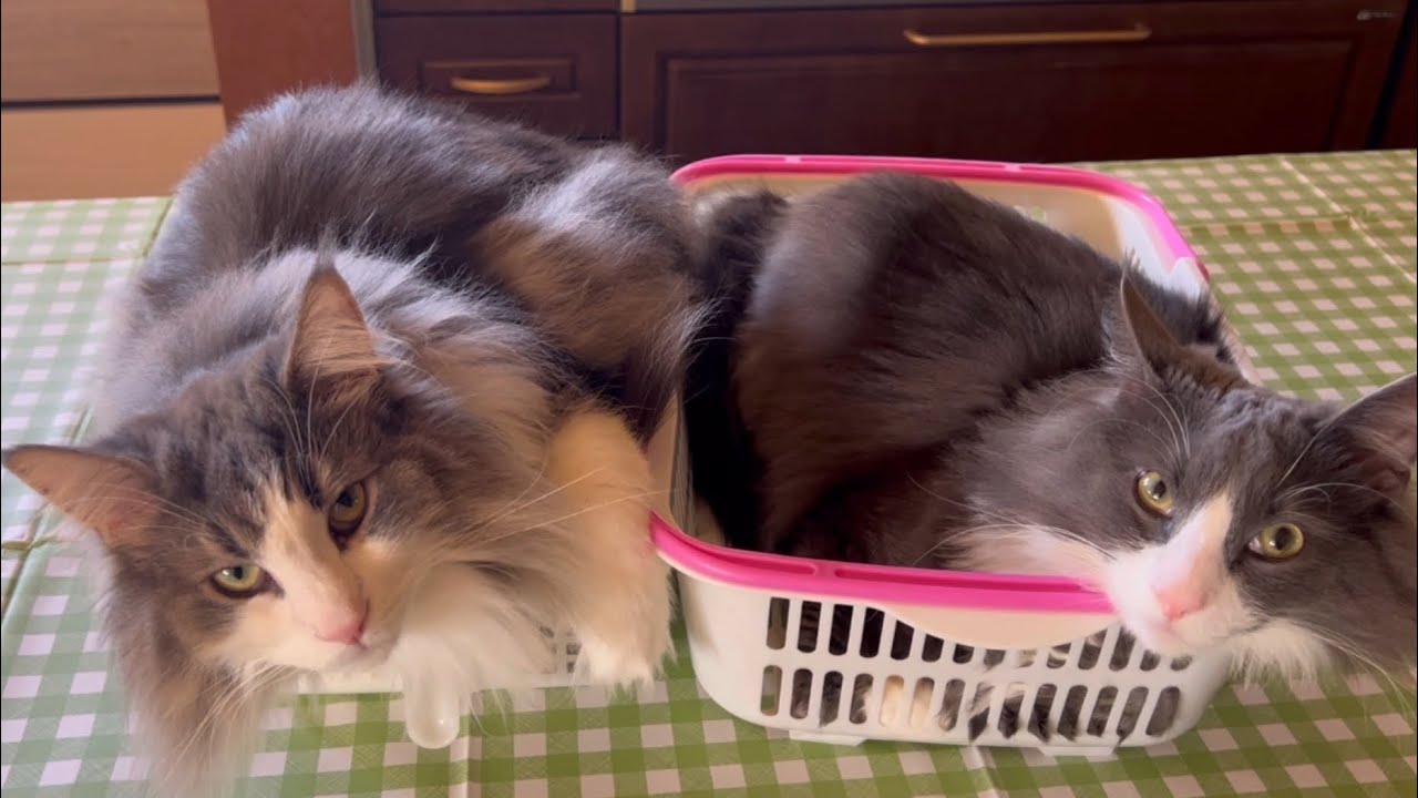 【意地‼︎】やっぱり小さいカゴは落ち着かない…！？ノルウェージャンフォレストキャットとターキッシュアンゴラ♡