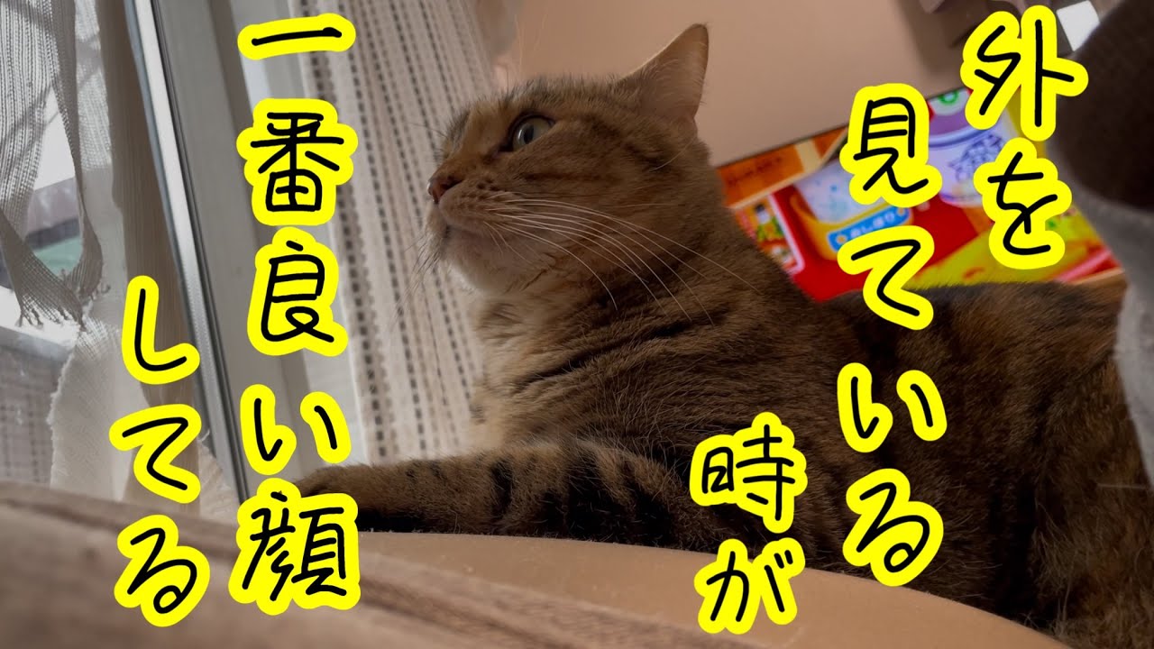 外を見ている時が一番良い顔をしている猫がこちらw