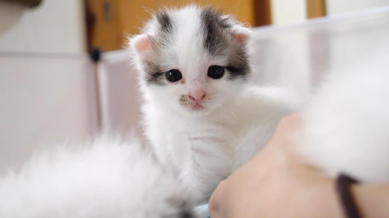 お腹いっぱいの子猫の耳とお目目が下がって来ちゃう【赤ちゃん猫　保護猫】