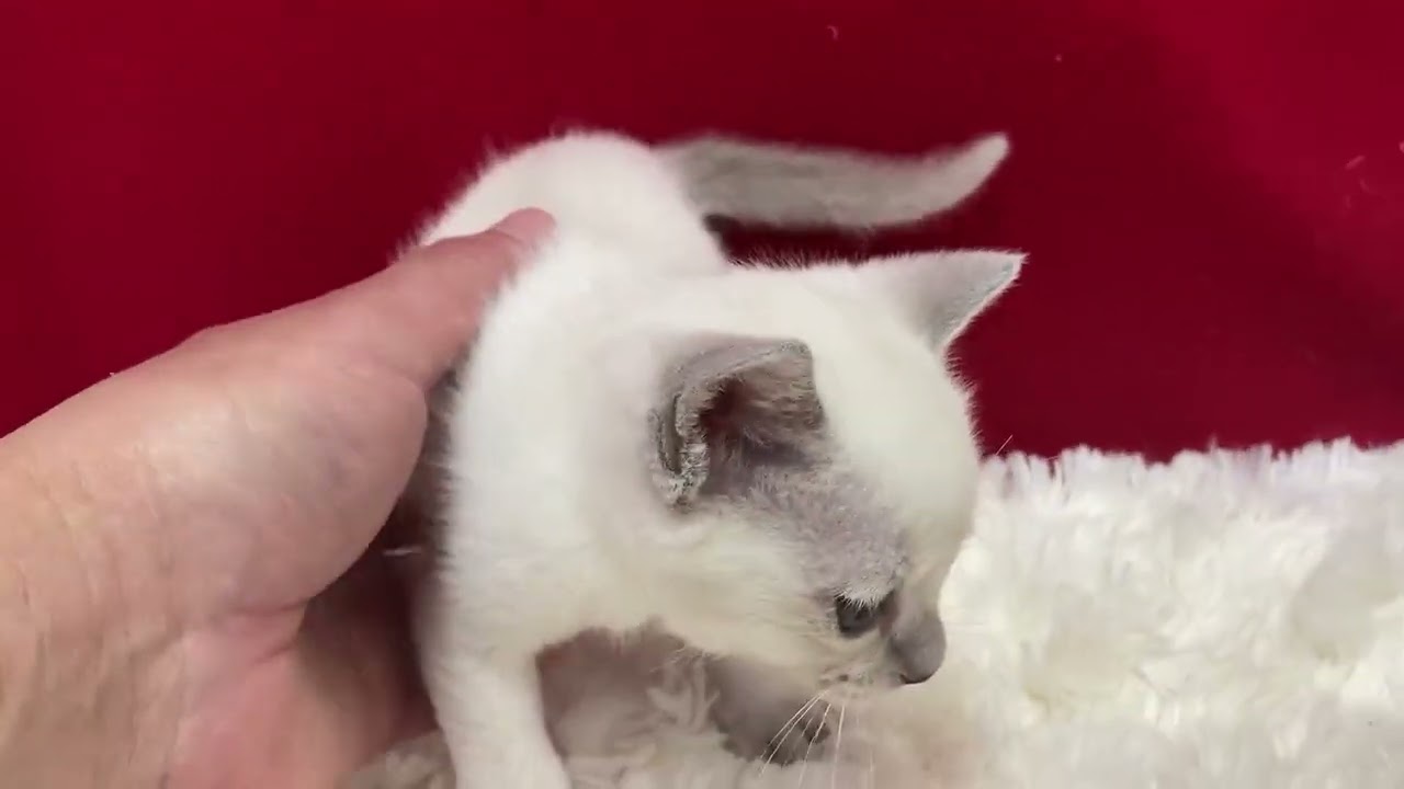 トンキニーズ とっても可愛い子です。プラチナ