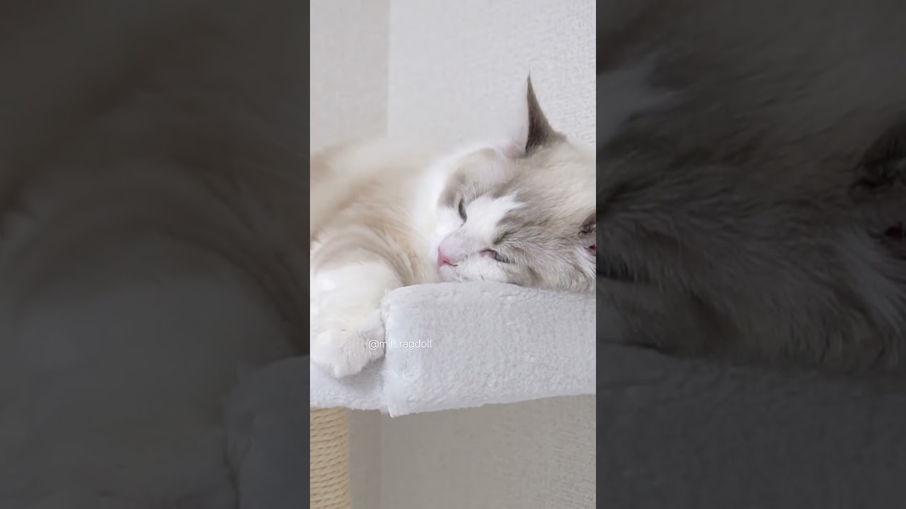 おててが可愛いんです！！！！！！！ #ragdoll #cat #ラグドール #ブルーポイントバイカラー #猫好きさんと繋がりたい