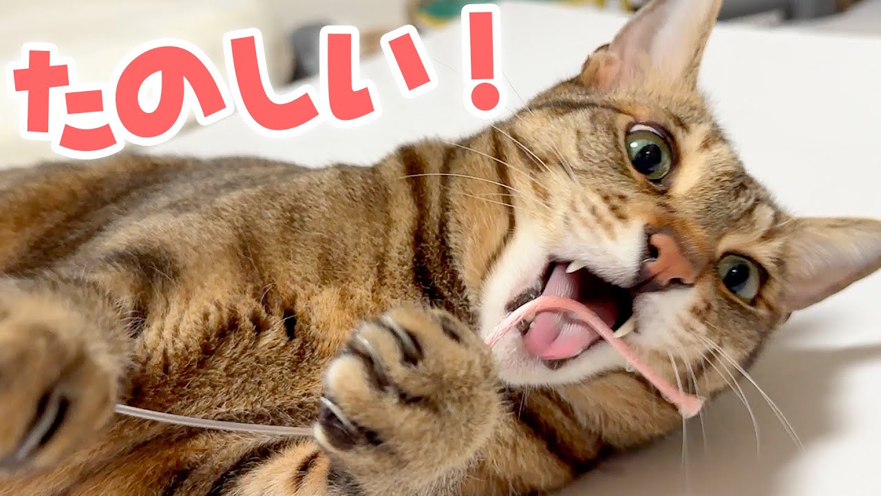 子猫が爆睡して起きないので大人の猫達を甘やかして遊びまくります。