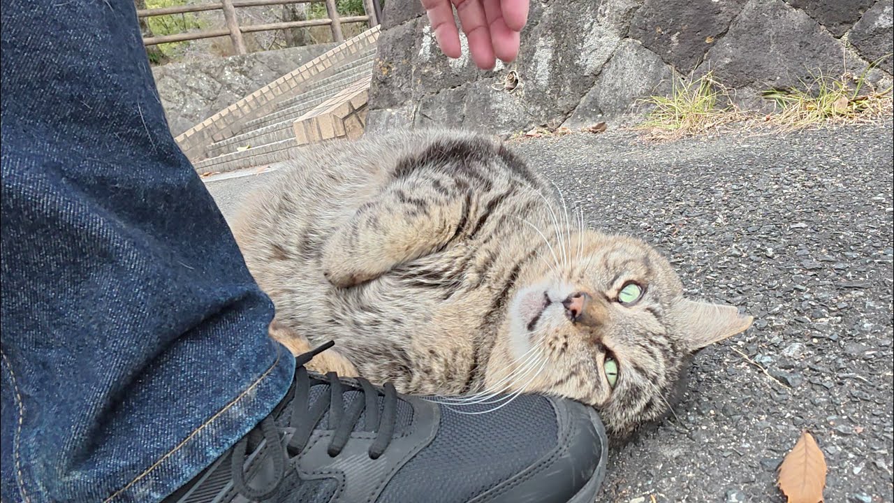 太ったキジトラ猫が暖かい猫ハウスからノシノシと出てきた