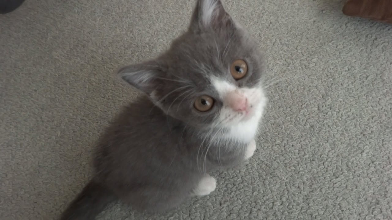 NAIVER（ニャイバー）まとめ　大きく育ちました ｜ ブリティッシュショートヘア 猫の小鉄