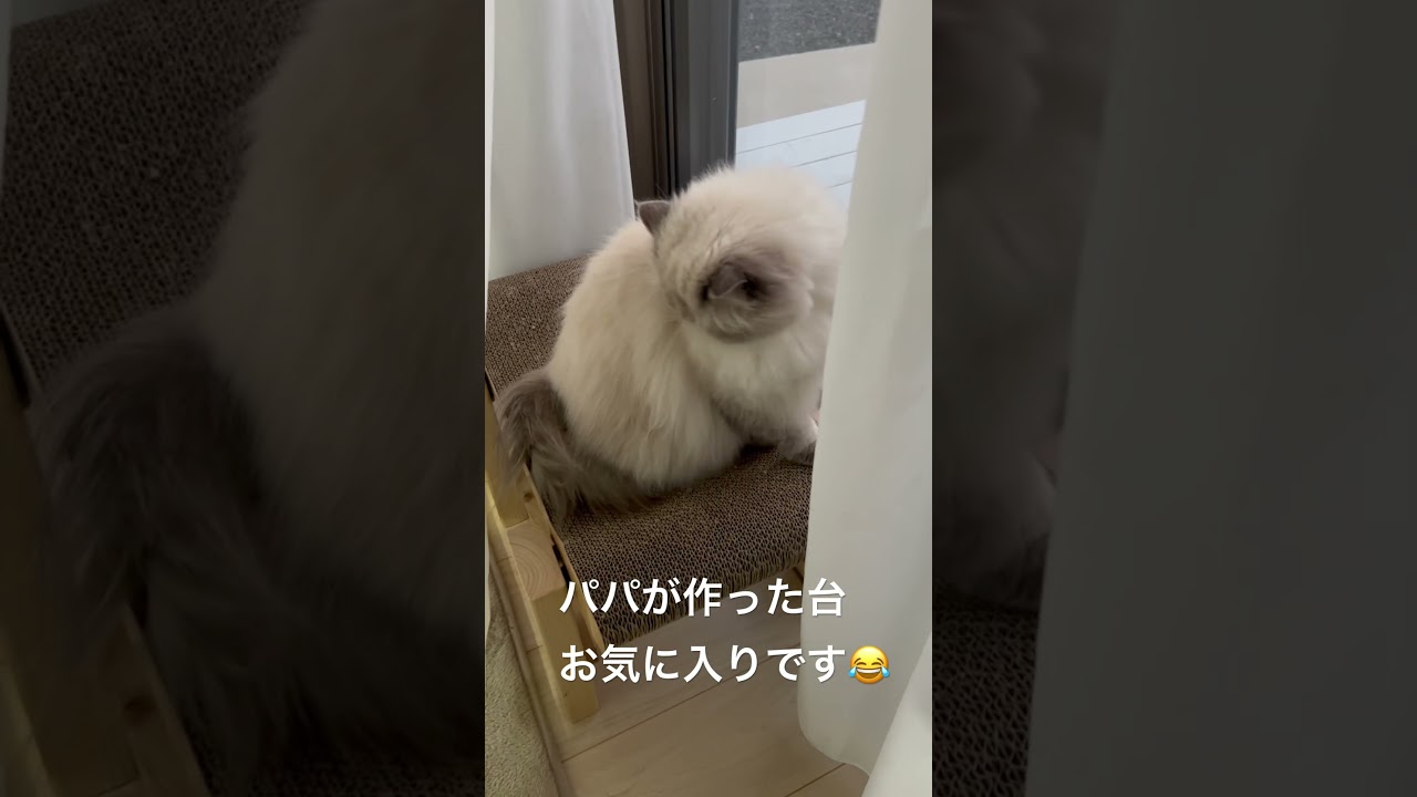 朝のﾆｬﾙｿｯｸ中のヒマラヤンのマーベル🐈🐾 #shorts #猫のいる暮らし #猫のいる暮らし #ねこのいる暮らし #cat #ねこと暮らす