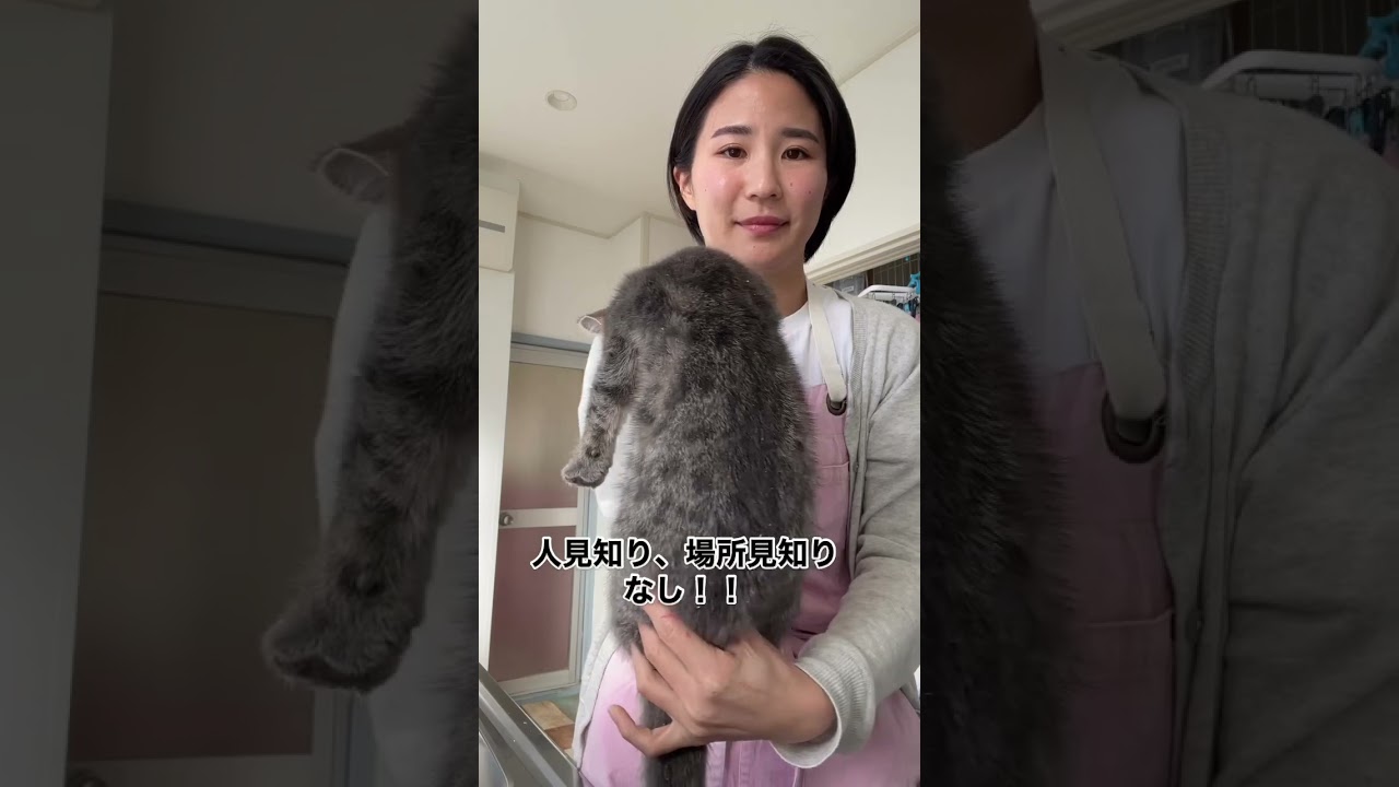 マンチカン💓足長🐱男の子#キャッテリーねこの樹