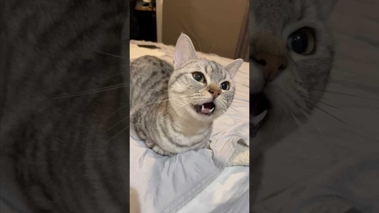可愛すぎるマンチカンの成長過程!! #shorts #猫 #cat