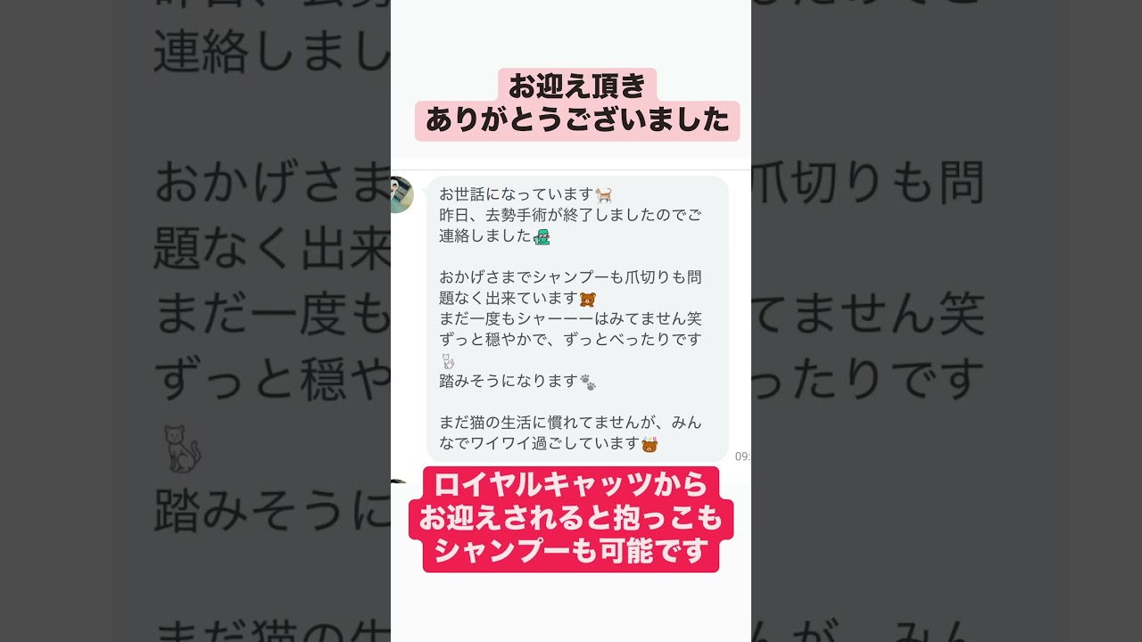 ロイヤル・キャッツから#サイベリアン の#子猫 をお迎えされたご家族様よりご連絡😻もし皆様が抱っこができるサイベリアンの子猫をお探しでしたらロイヤルキャッツの子猫をお勧めします。#ペットショップ