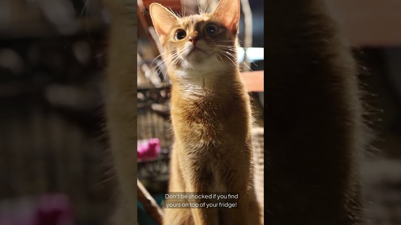 🚀 5 Mind-Blowing Facts About Abyssinian Cats in 60 Seconds! 🐱🔥 #shorts #short #viralshorts #viral