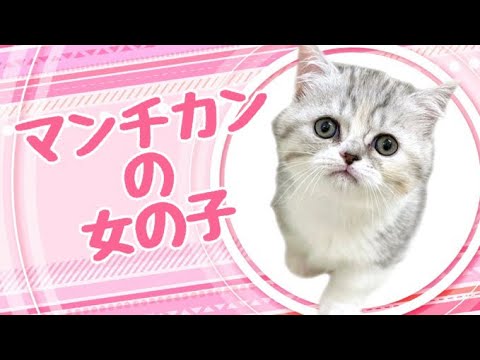 マンチカンの子猫　（和歌山）