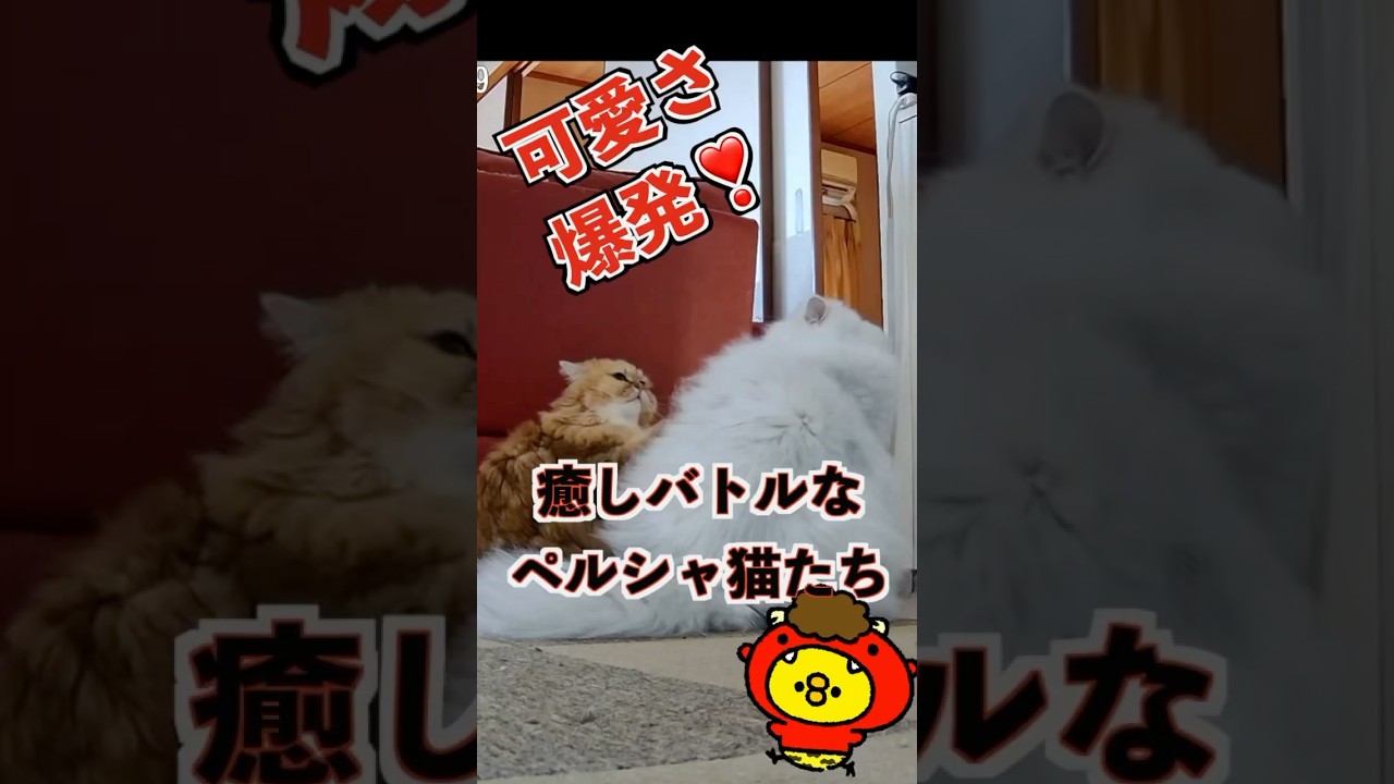 【猫パンチ炸裂】可愛すぎる猫たちの癒しバトル#ペルシャ猫#persiancat
