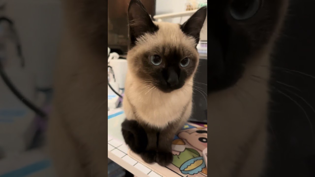 Funny cat video