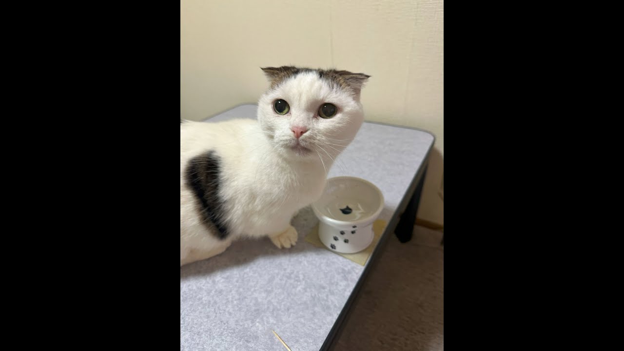 ねこ留守番モニタ中！かいちゃんライブ配信   Live streaming #ねこ  #マンチカン #かいちゃん  #猫ライブ