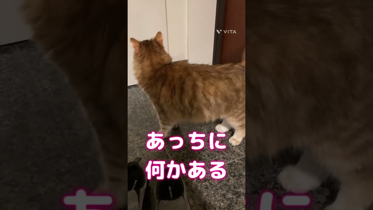 ドア🚪封鎖できません#Shorts#shorts #siberiancat #猫のいる暮らし #サイベリアン #サイベリアン大好き #ねこのいる生活
