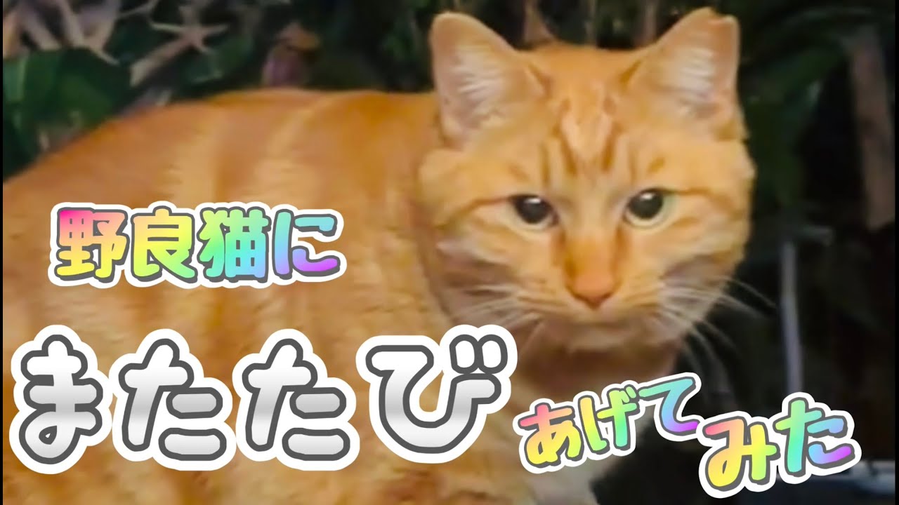 【野良猫にまたたびあげてみた！！】
