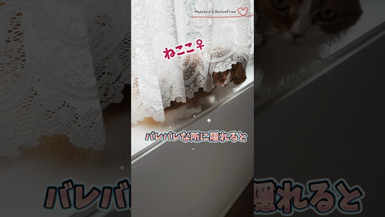 【マンチカン】バレバレな所に隠れると誰でも可愛くなれるらしい 【犬と猫、両方飼ってると毎日かわいい♥】