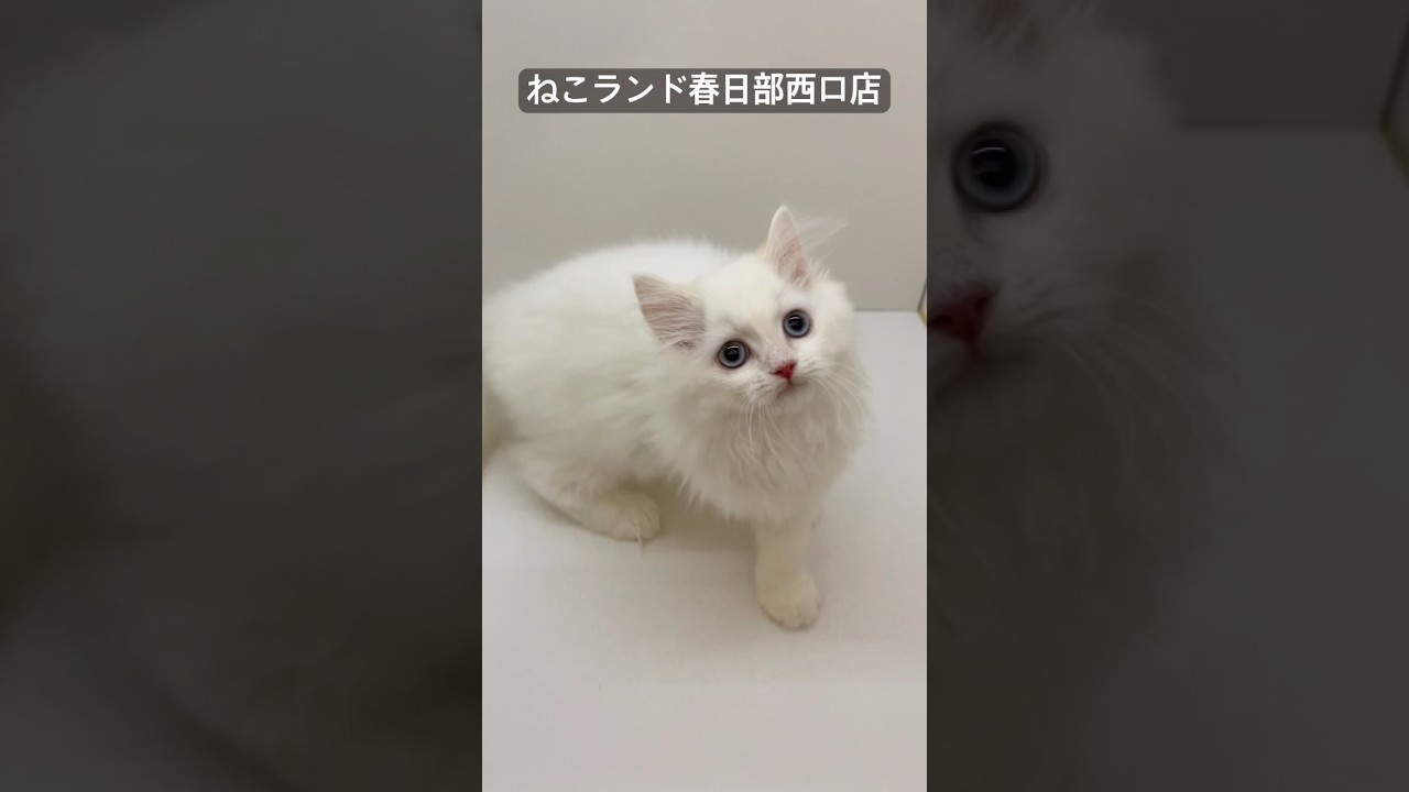 【子猫販売】#ラガマフィン #白猫 #ねこランド #春日部市 #shorts