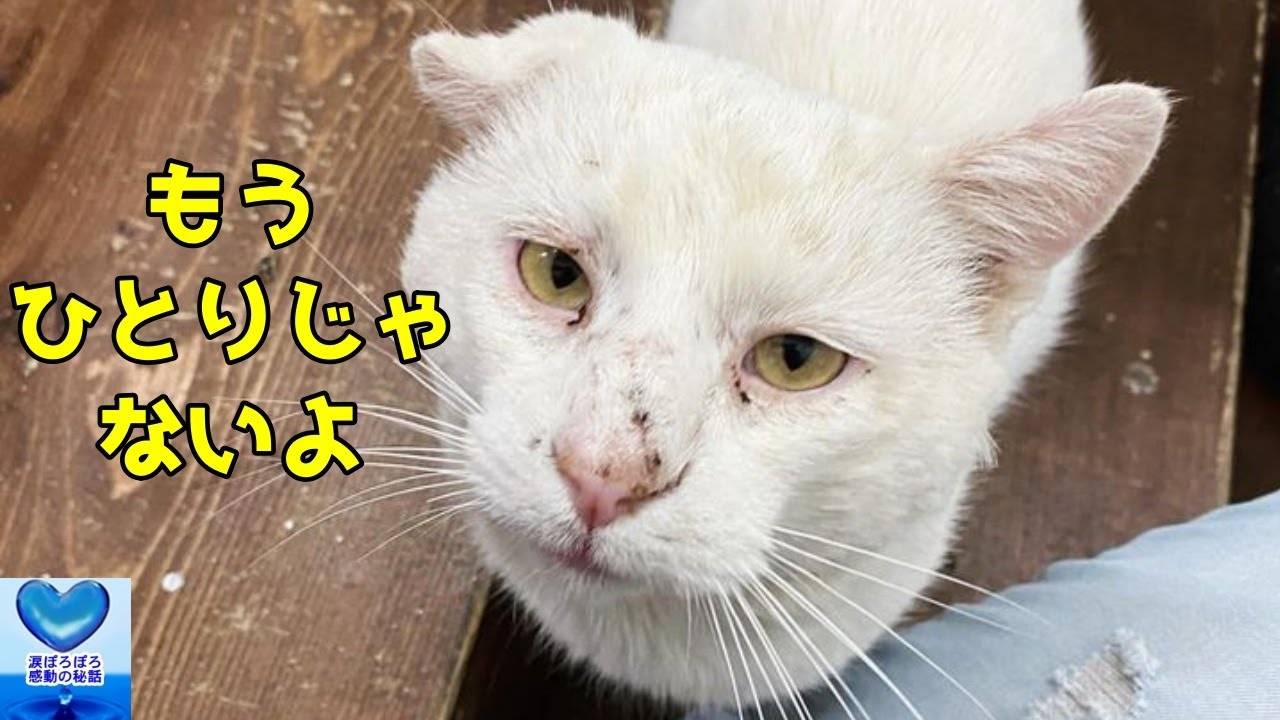 厳しい環境の中を生き抜いてきた野良猫。保護先で出会った女性のおかげで幸せを手にすることができました【感動】