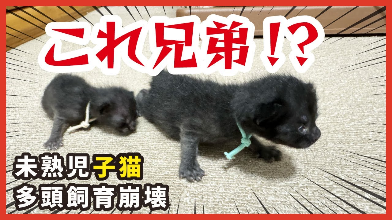 驚愕の小ささ・・未熟児子猫は手のひらサイズです。
