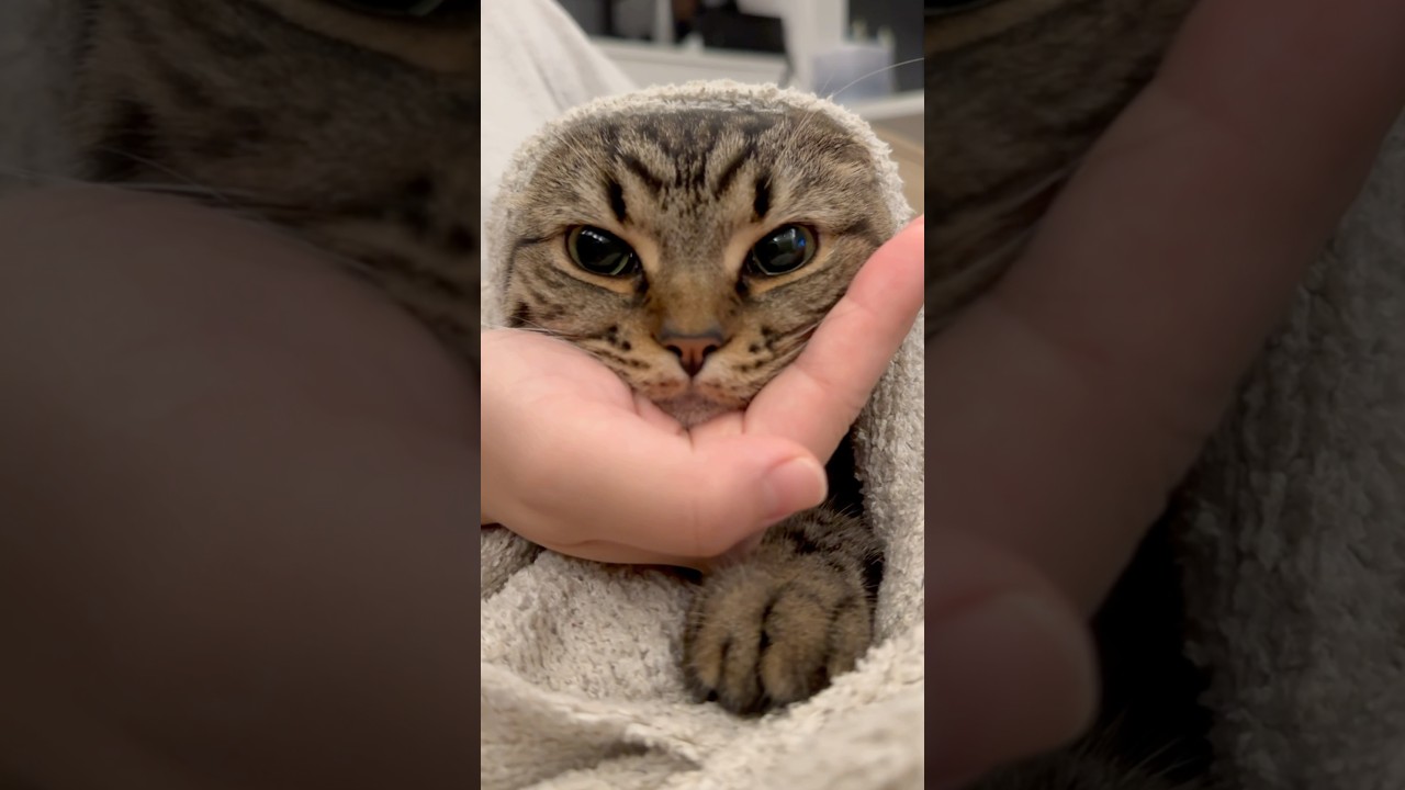 可愛すぎるスコティッシュの成長過程!! #shorts #猫 #cat