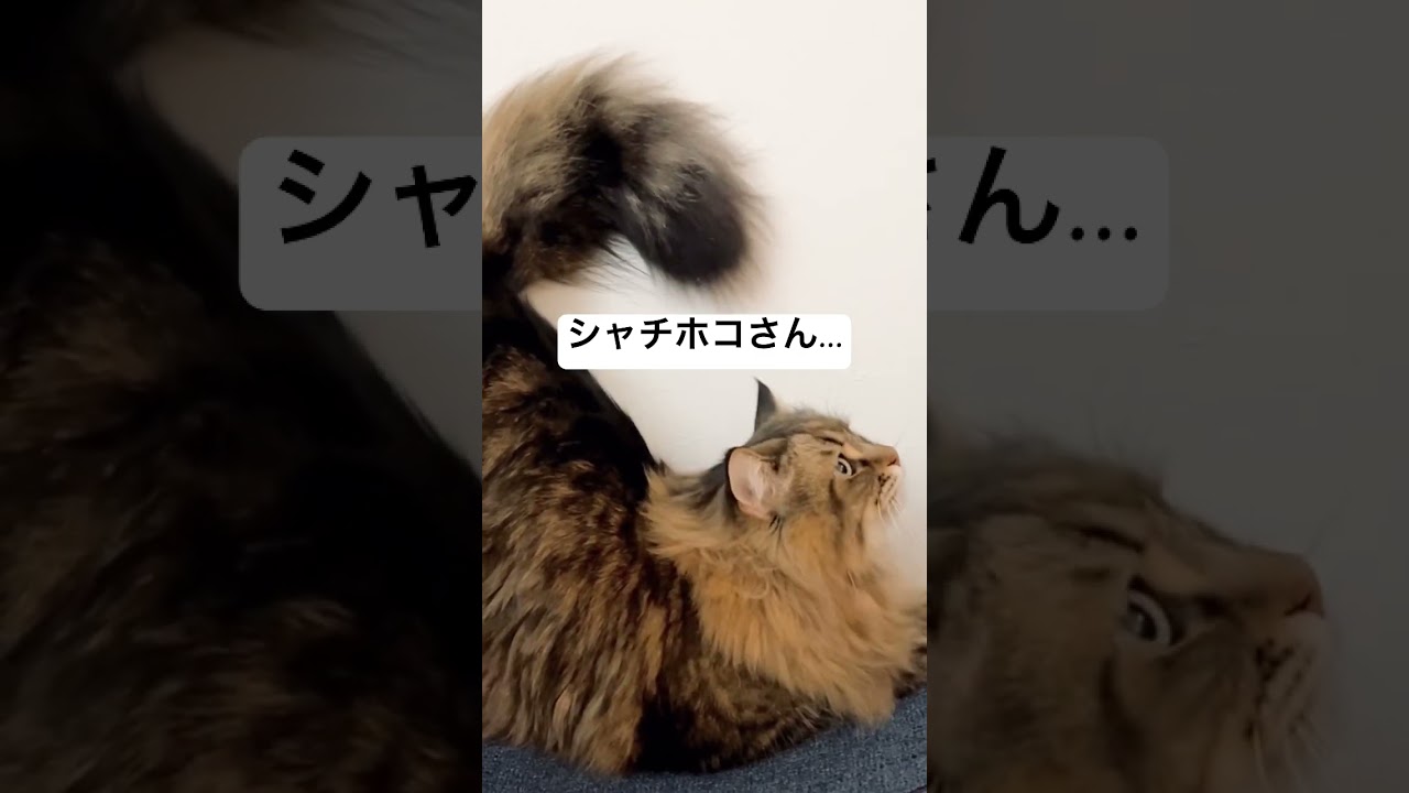 うれしポーズしゃちほこキャット #サイベリアン #猫 #ヤマネコ