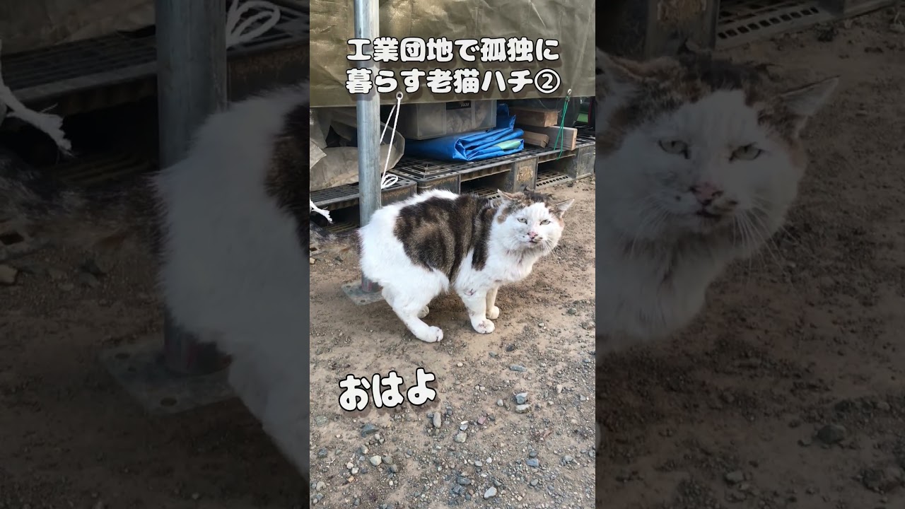 【野良猫】工業団地で孤独に暮らす老猫ハチ・おはよう・きょうも来たの。