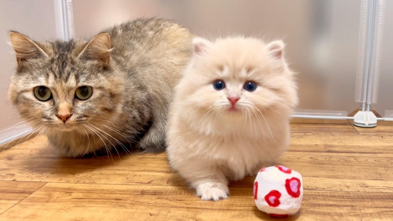 ★まとめ★今日でお別れ！ニコ家の子猫達の成長をまとめてみた件【猫のいる生活Vol.870～871】出産動画 マンチカン短足・ミヌエット・ペルシャ猫専門ブリーダー『ペット蔵人』【子猫の成長記録】
