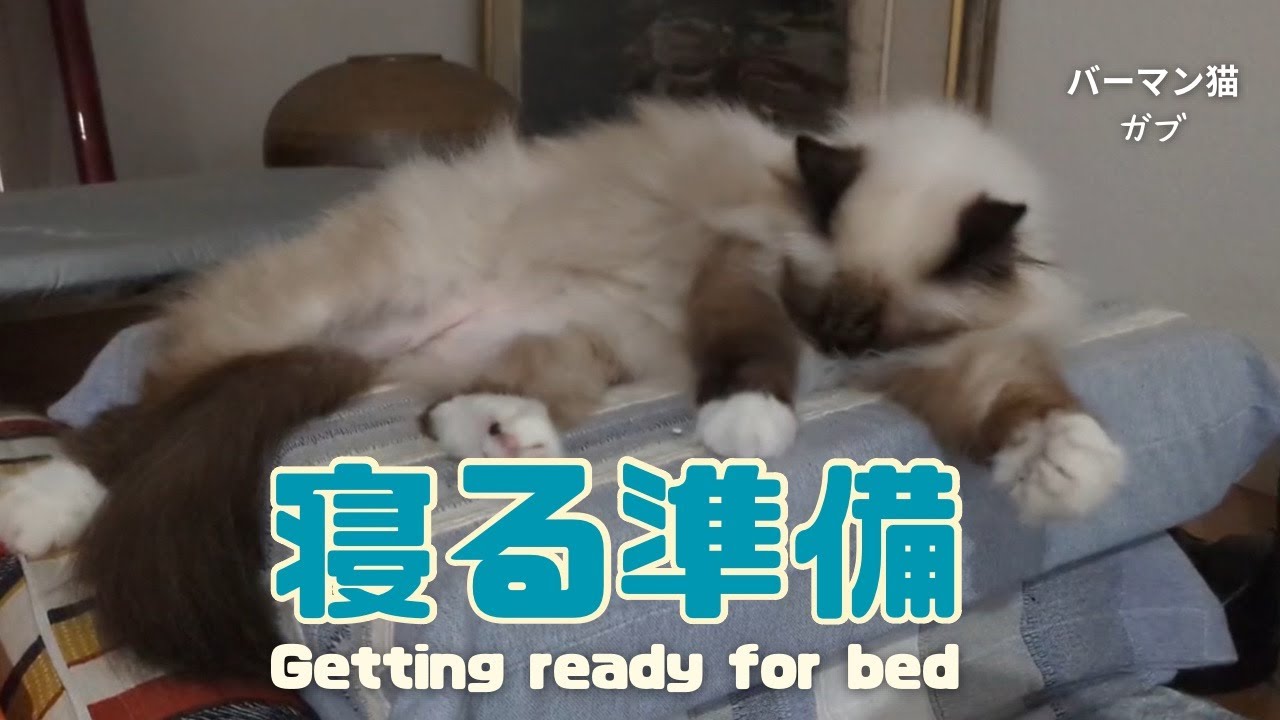 バーマン猫ガブ【寝る準備】Getting ready for bed（バーマン猫）Birman/Cat