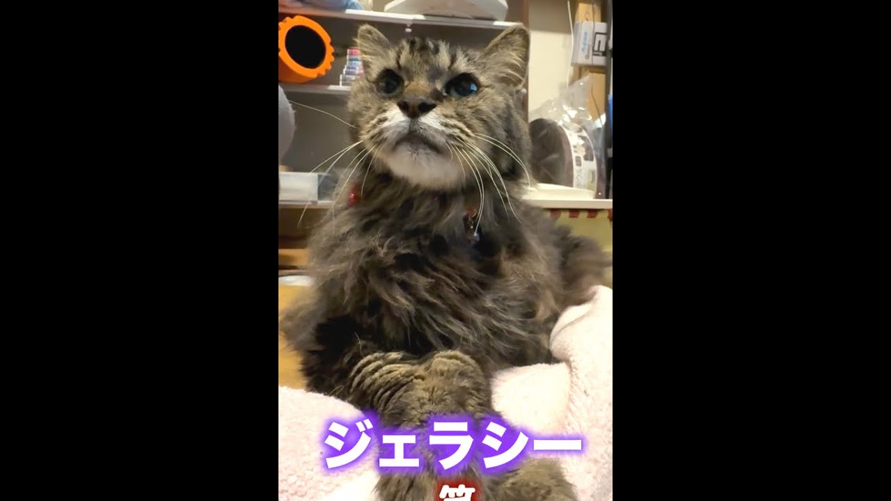 【ねこ】もうすぐ20歳。長寿の秘訣。#shorts #猫 #ネコ #ねこ #cat　#ねこ部
