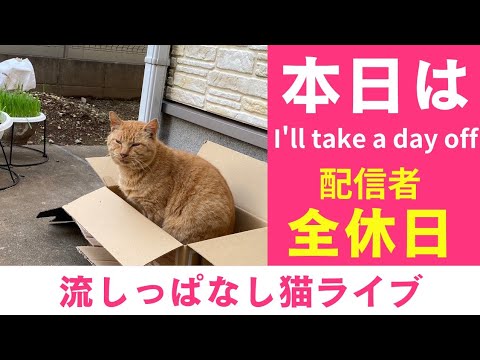 終日猫ライブ配信【保護猫かよちゃんライブ】