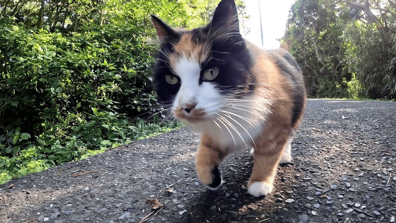 田代島　やたらと美意識の高い三毛猫が前方からランウェイを歩くモデルみたいな足取りでトコトコと歩いてきた