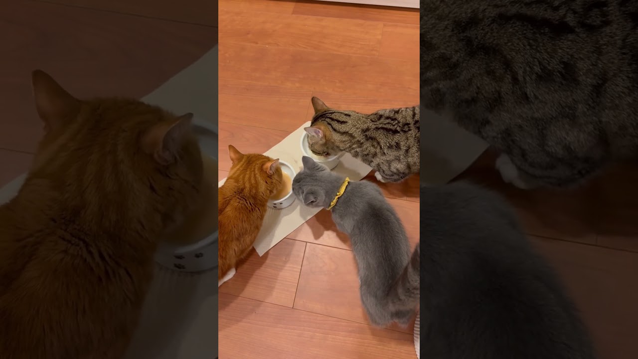 【大人はチュール水】#マンチカン#マンチカン短足#マンチカン子猫#ブリマンチ#ブリティッシュショートヘア#茶トラ#キジシロ#子猫#多頭飼い#猫のいる暮らし#チュール#肉球#猫の癖が強い