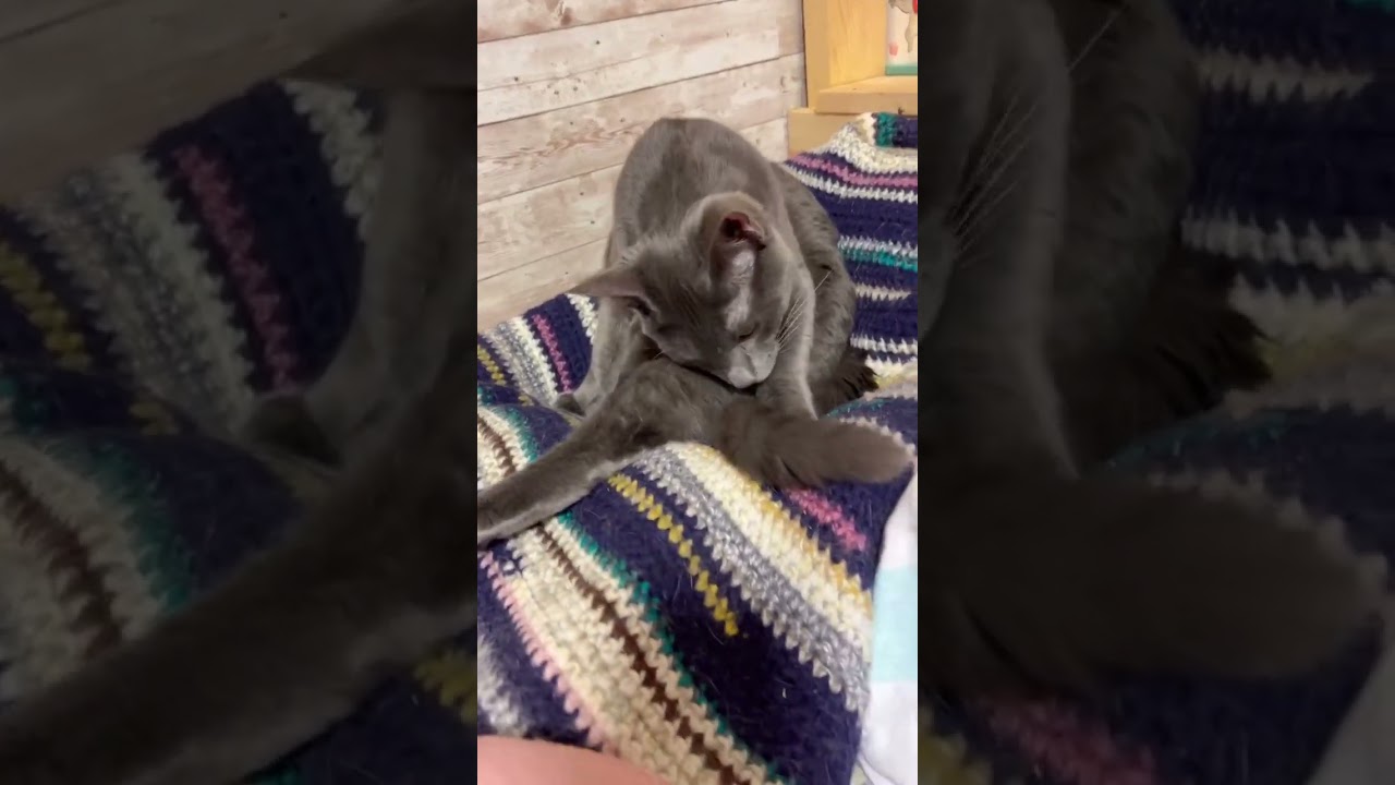 ちょも☆里親さん募集中🐱