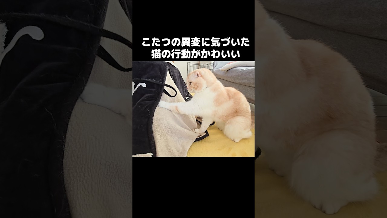 こたつの異変に気づいた猫の行動がかわいすぎる...笑#shorts