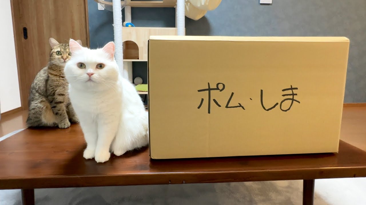 突然ですが引越しすることになりました！