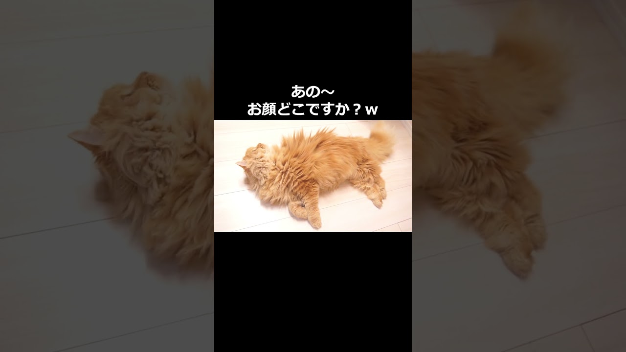 【猫】フローリング好きなモフモフ！#猫 #cat #ラガマフィン #猫のいる暮らし #可愛い #癒される