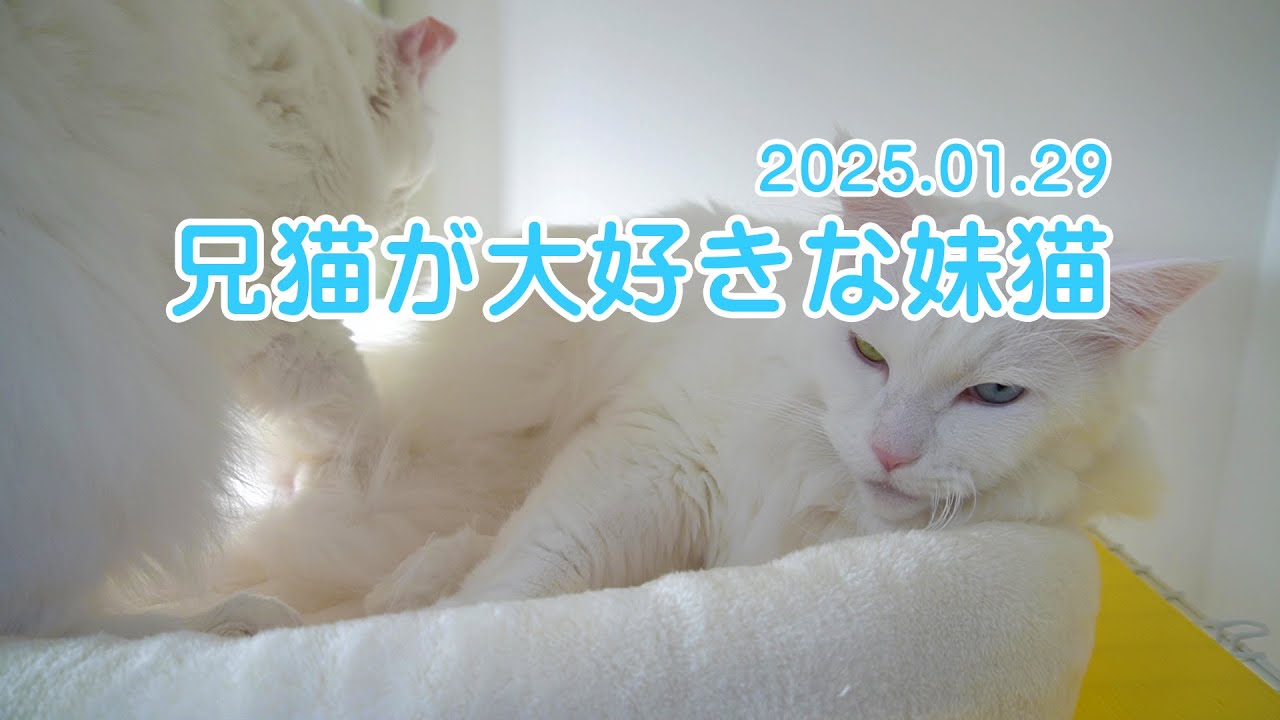 兄猫が大好きな妹猫