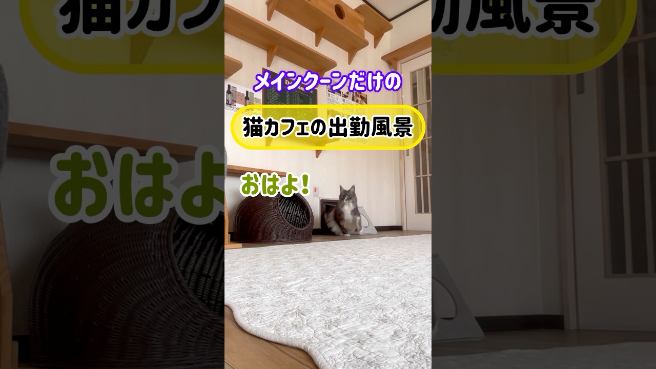 メインクーンだけの【猫カフェの出勤風景】#cat #cooncat #mainecat