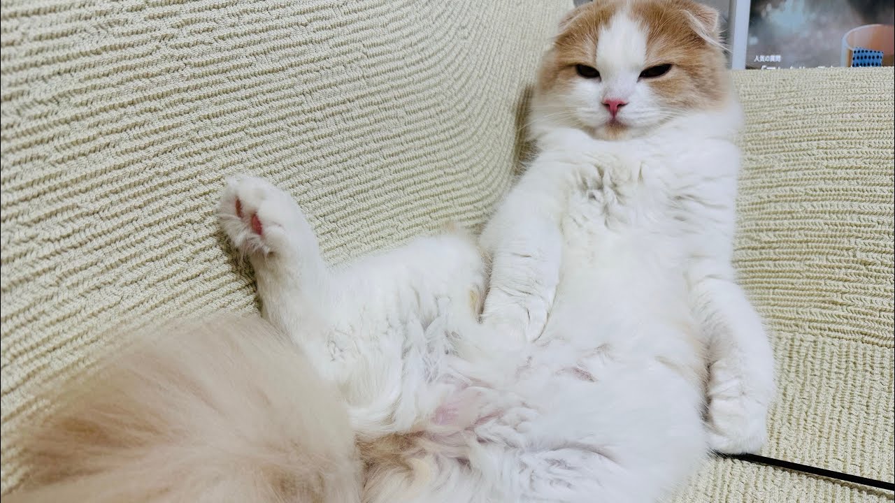 【別荘】2拠点生活の猫の日常はどれだけ変化するのか見てみた。