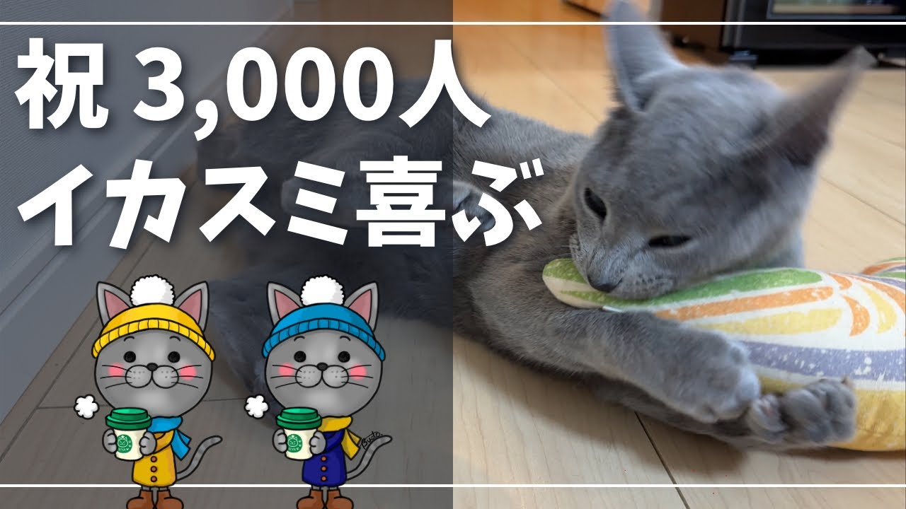 またたびで乾杯w登録者数3,000人いつもご視聴ありがとうございます【ロシアンブルー】猫