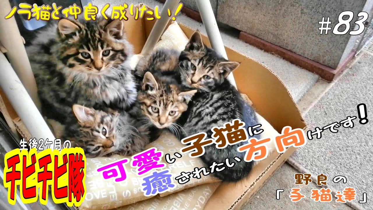 【protect the cat】生後二ヶ月の野良子猫は見る人、全が笑顔になります！ 🥰  通いネコ 「しまちゃん」#83