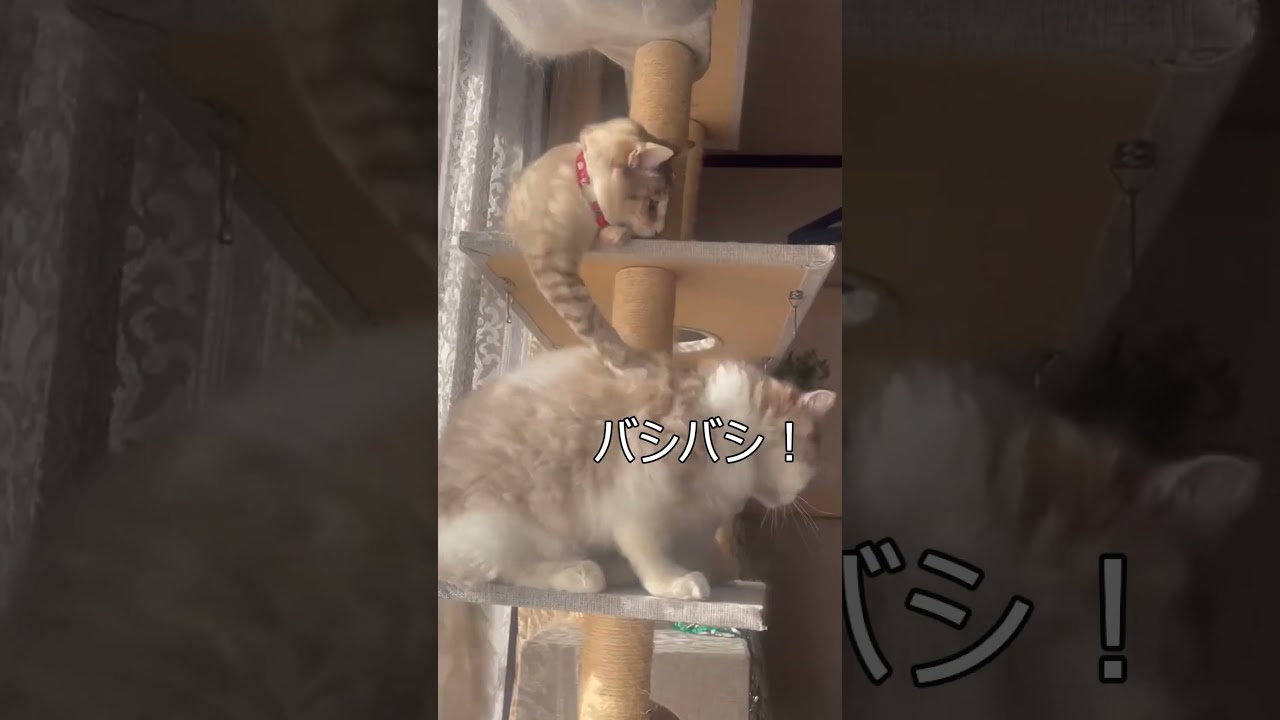もめる猫　#もめる猫 #保護猫 #シャムミックス #スコティッシュフォールド #cat #ねこ #猫のいる暮らし #shorts