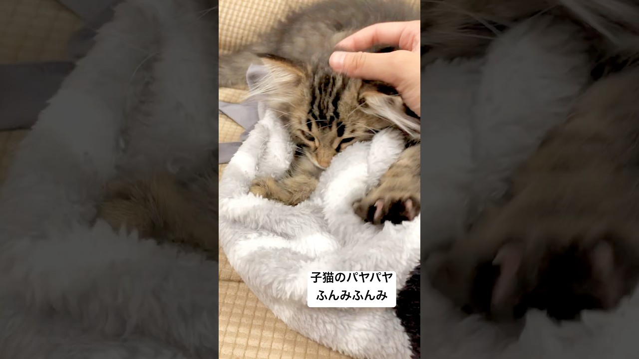 一生懸命コネる子猫ちゃん #サイベリアン #猫 #子猫 #ふみふみ