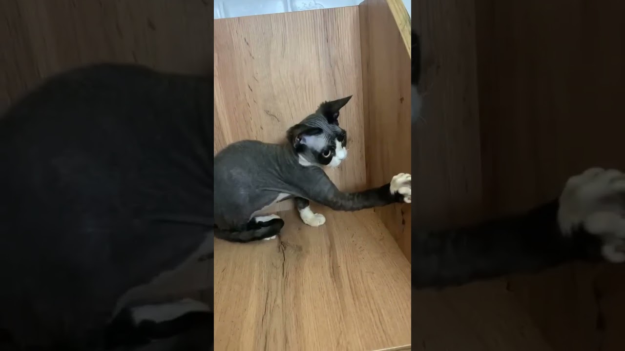 Zara — Cute Devon Rex Girl