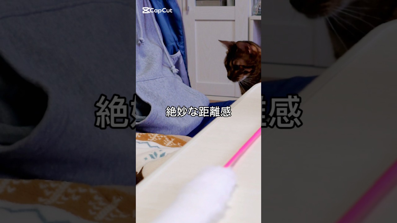 絶妙な距離感 #猫 #猫動画 #猫のいる暮らし #ベンガル #cat #fyp #shorts #short