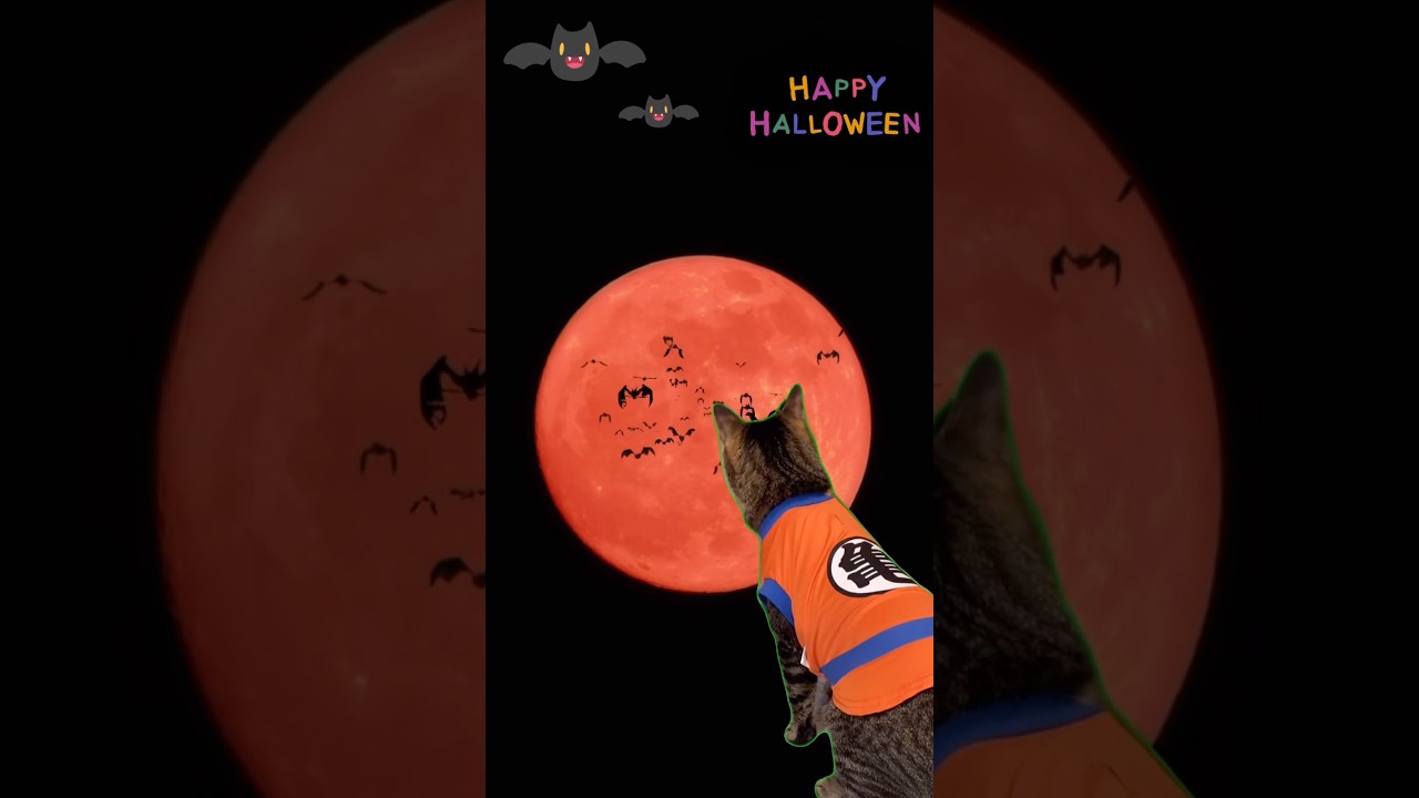 ハロウィン🎃#shorts #黒猫#ソマリ#キジトラ#コスプレ