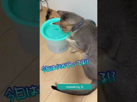 氷にケンカ売ってるの？ #shorts #cat #シンガプーラ #cute #funny #ショート #猫