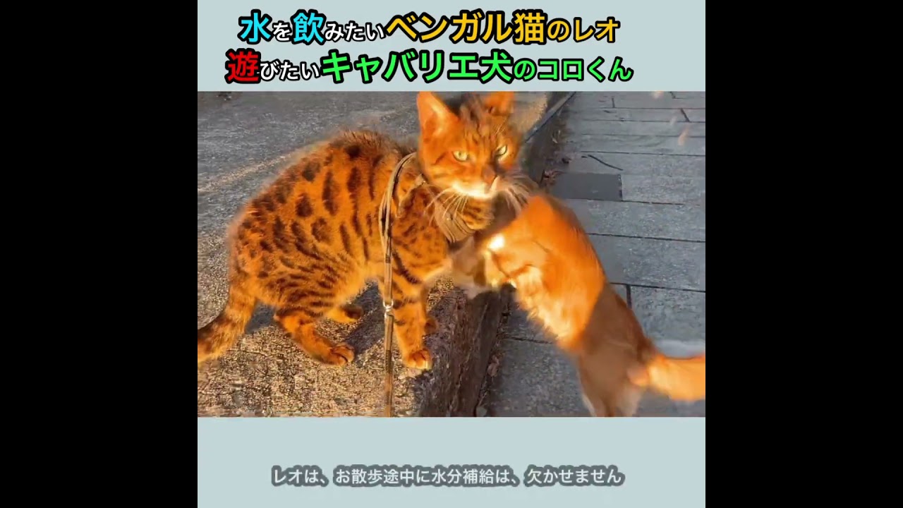 No.0959【水を飲みたいベンガル猫のレオ遊びたいキャバリエ犬のコロくん】