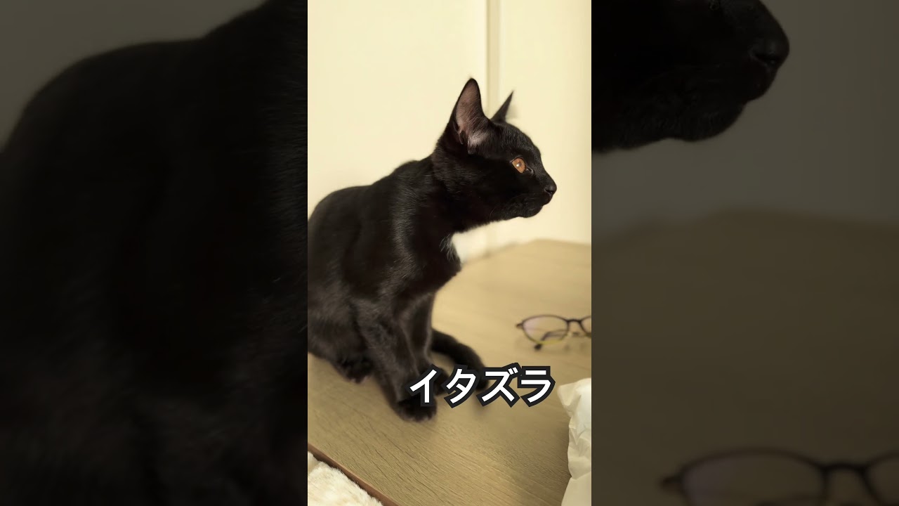 子猫の控えめなイタズラ　#黒猫の日常 #猫 #猫のいる暮らし #子猫