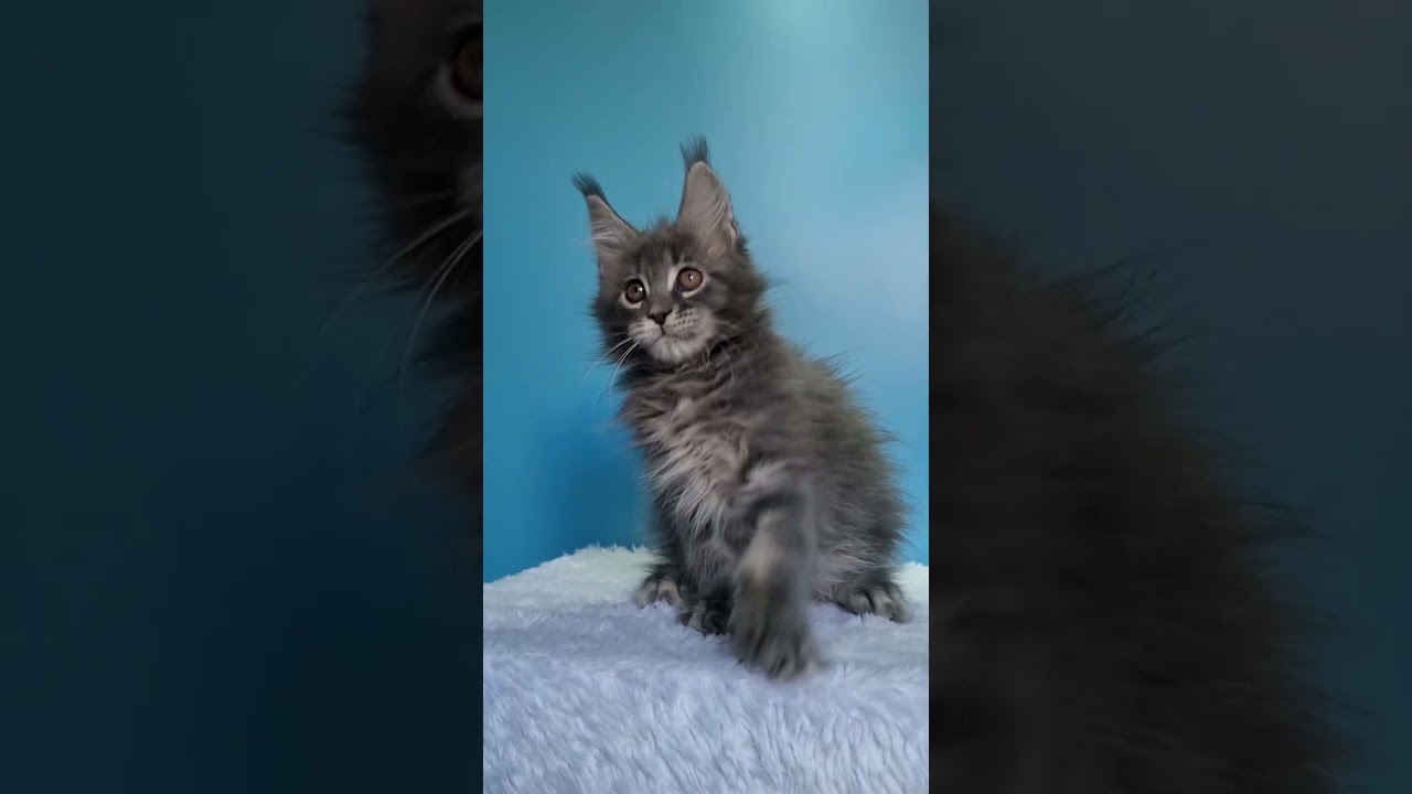 Exquisite Blue Marble Maine Coon Kitty Zhanetta